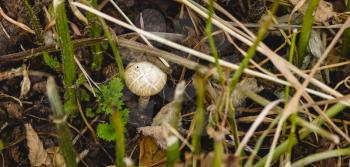 Small yellow-brown striped toadstool among the stems of cut grass.