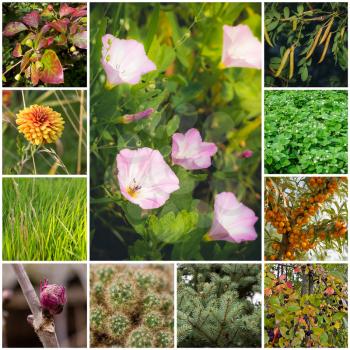 A collage of 11 photos of various plants. In the centre and flowering creepers.