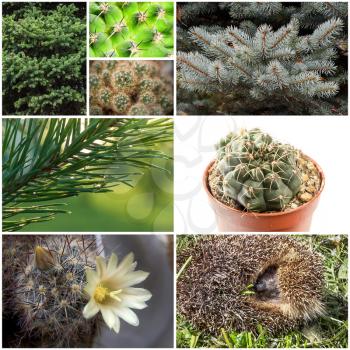 Barbed collage of eight different pictures with plants and hedgehog.