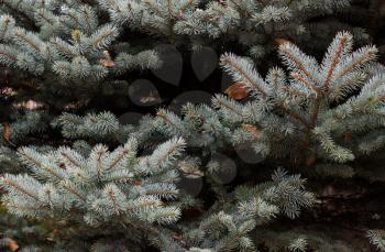 Beautiful dark background with branches of blue spruce.