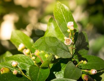 Chokeberry cotoneaster, Cotoneaster melanocarpa blossoms on a warm summer day.
