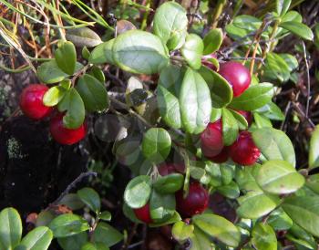 Ripe cowberry in green leaves in a sunlight