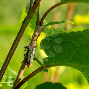Cantharis rustica, firefighter beetle on a branch bird-cherry tree.