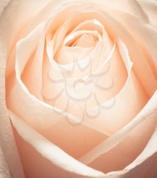 Beautiful romantic rose bud cream - close up.