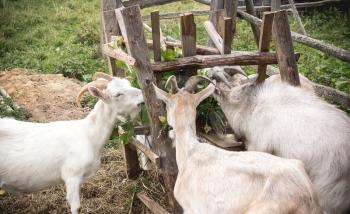 Goats eat grass nailed together from the trough.