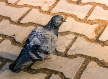 The rock pigeon walking on the pavement in the morning.