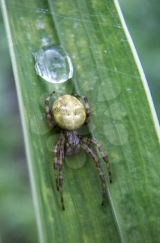 The female garden spider four-spotted meadow. Araneus quadratus.