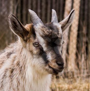 Portrait of Alpine young goat breed. Close up.
