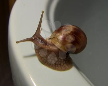 Giant African snail, Achatina with shell brown.