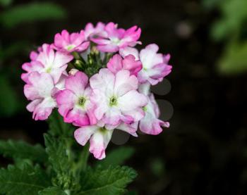 Beautiful white and pink phlox flowers on a dark background.