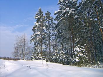 Winter landscape with pure snow, pines and the dark blue sky.