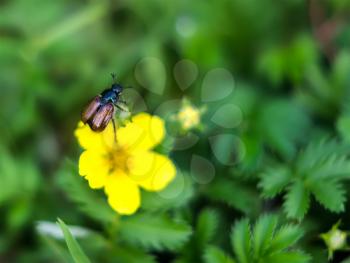 Little bug beetle garden, Phyllopertha hortitsola on flower Potentilla goose. Shallow depth of field.