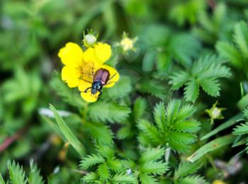 Little bug beetle garden, Phyllopertha hortitsola on flower Potentilla goose. Shallow depth of field.