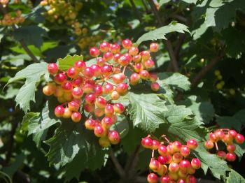 The unripe clusters of a guelder-rose shined with the sun in green leaves.