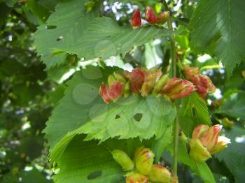 The large leaves of elm, red galls infected aphids.