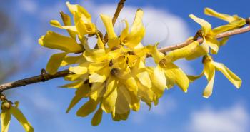 Bright yellow forsythia flowers on blue sky background.