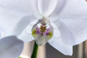 A beautiful white orchid flower of close-up.