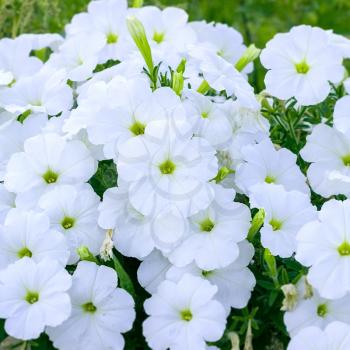 A lot blossoming flowers of white phlox. Close-up.