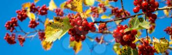 Bright ripe hawthorn berries with leaves on a blue sky background.