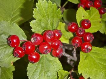 Bright red berries of a hawthorn and leaves - a close up.