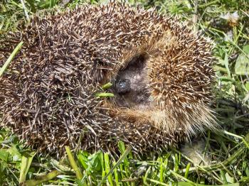 Frightened young brown hedgehog and curled up on the green grass.
