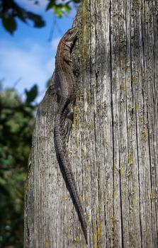 Beautiful lizard crawling on board fence covered with lichen.