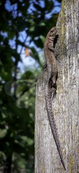 Beautiful lizard crawling on board fence covered with lichen.