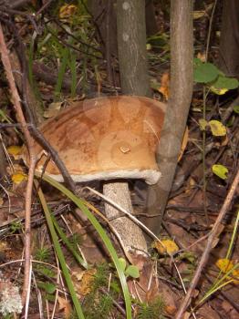 Mushrooms Orange-cap boletus Leccinum growing in the fallen leaves.