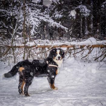 Mountain dog turned around and looks at the background of a winter forest. Photo toned.