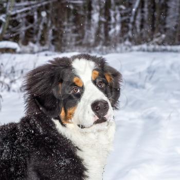 Portrait mountain dog with a careful look in the winter forest. Photo toned.