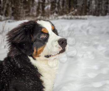 Portrait mountain dog with a careful look in the winter forest.