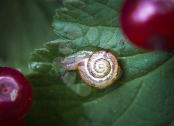 Fruticicola snail crawling on a leaf of currant ripe berries.