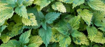 Nettles with green and yellowed leaves. Close up.