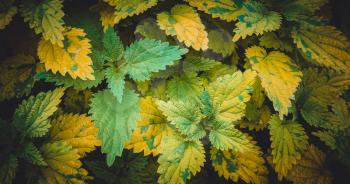 Nettles with green and yellowed leaves. Close up. Tinted photo.