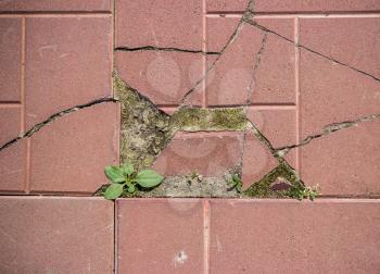 Young plantain has grown among the broken tiles. Life wins again.