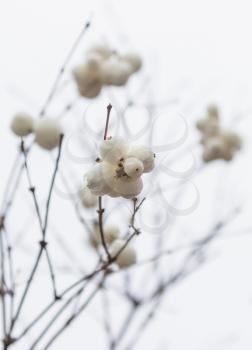 Snowberries (Symphoricarpos) on a light background.