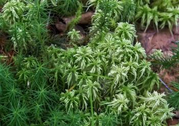 Fresh green sphagnum moss in the forest. Close-up.