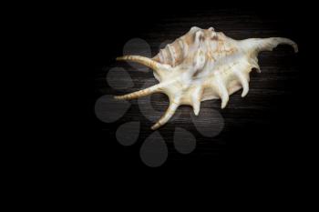 Beautiful sea shell on a dark background.