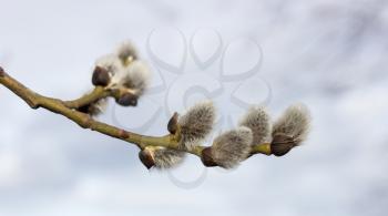 Sprig willow on a background of the spring sky. Close up.