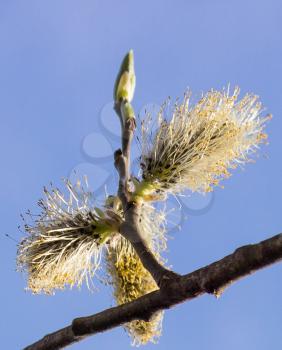 Sprig willow on a background of the spring sky. Close up.