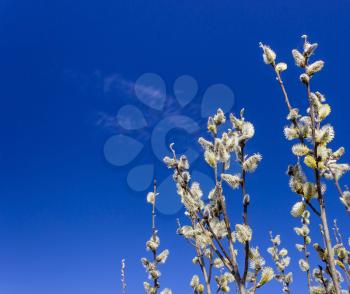 Sprig willow on a background of the blue spring sky. Close up.