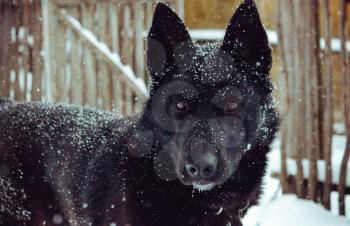 Portrait of a black dog raised ears.