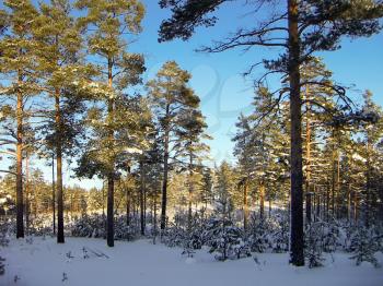 Winter landscape with pure snow, pines and the dark blue sky.