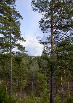 Spring landscape with pine trees and blue sky.