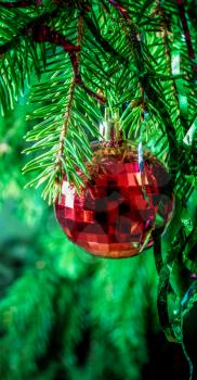 Red Christmas ball on fir branches.