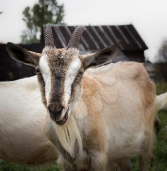 Adult goat village, Alpine breed, with large horns.