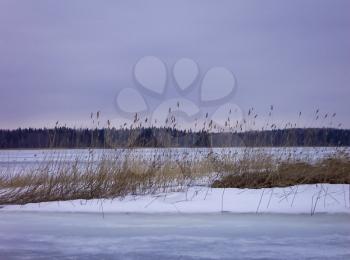 Reed on the lake, covered with ice. Cloudy weather.