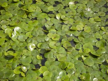 Small green leaves of a water-lily on a water table