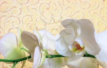 Beautiful white orchid flower close-up on a yellow background.
