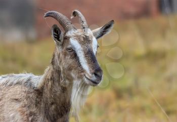 Adult Alpine goat breed with large horns.